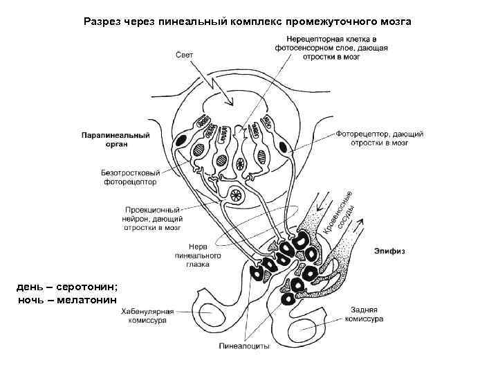 Разрез через пинеальный комплекс промежуточного мозга день – серотонин; ночь – мелатонин 