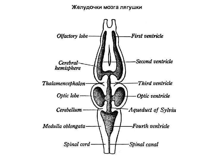 Желудочки мозга лягушки 