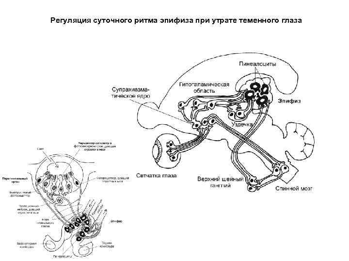 Регуляция суточного ритма эпифиза при утрате теменного глаза 