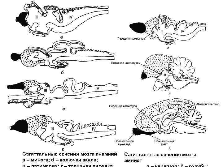 Сагиттальные сечения мозга анамний а – минога; б – колючая акула; Сагиттальные сечения мозга