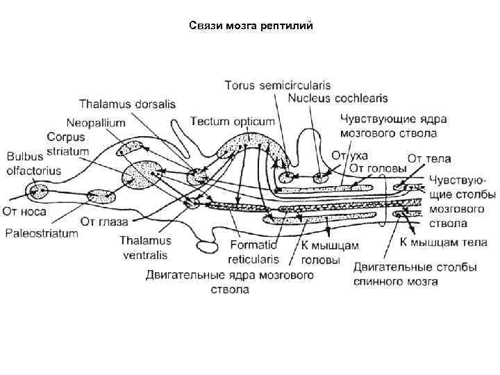 Связи мозга рептилий 