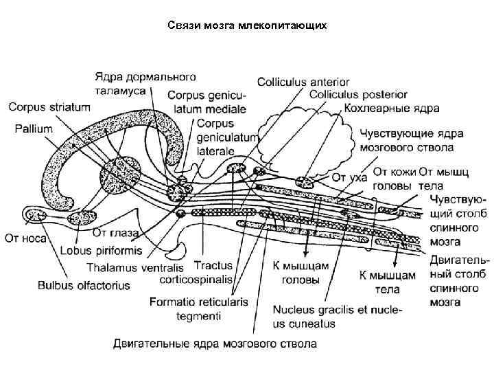 Связи мозга млекопитающих 