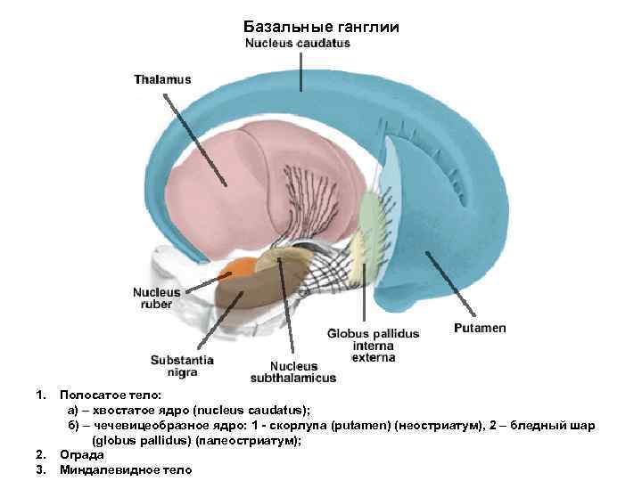 Базальные ганглии 1. 2. 3. Полосатое тело: а) – хвостатое ядро (nucleus caudatus); б)