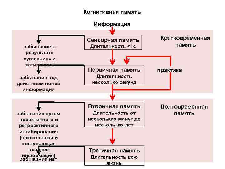 Когнитивная память Информация Сенсорная память забывание в результате «угасания» и «стирания» забывание под действием