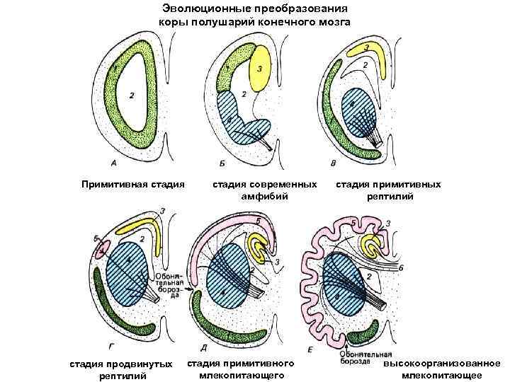 Эволюционные преобразования коры полушарий конечного мозга Примитивная стадия продвинутых рептилий стадия современных амфибий стадия