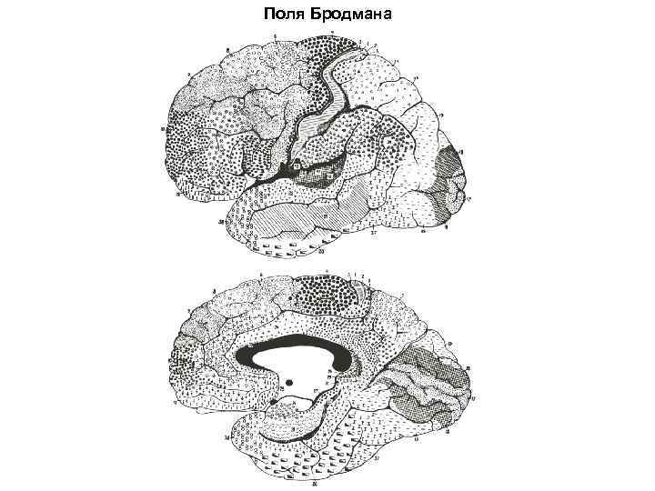 Поля Бродмана 