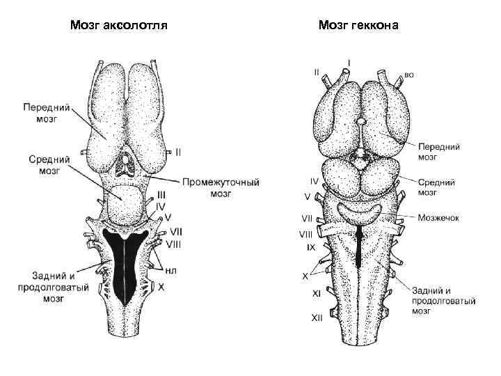 Мозг аксолотля Мозг геккона 