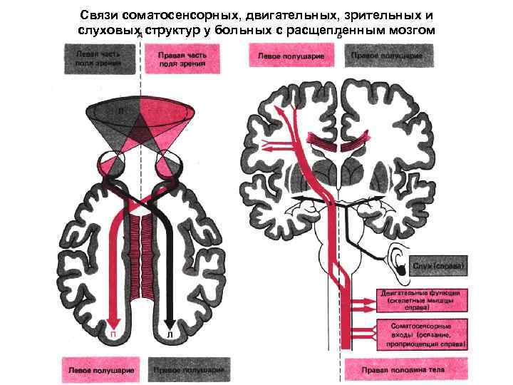 Связи соматосенсорных, двигательных, зрительных и слуховых структур у больных с расщепленным мозгом 