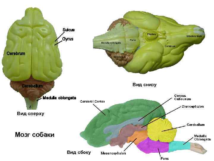 Мозг собаки отделы. Отделы головного мозга собаки. Схема строения головного мозга собаки. Строение головного мозга млекопитающих. Мозг собаки анатомия.