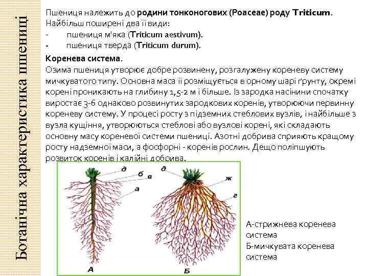 Ботанічна характеристика пшениці Пшениця належить до родини тонконогових (Роасеае) роду Triticum. Найбільш поширені два