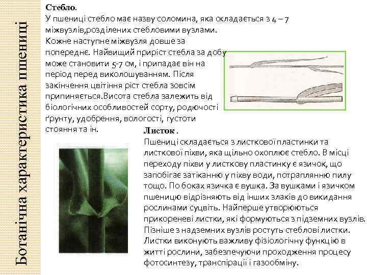 Ботанічна характеристика пшениці Стебло. У пшениці стебло має назву соломина, яка складається з 4