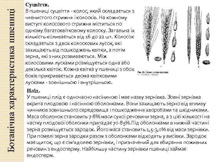 Ботанічна характеристика пшениці Суцвіття. В пшениці суцвіття колос, який складається з членистого стрижня і
