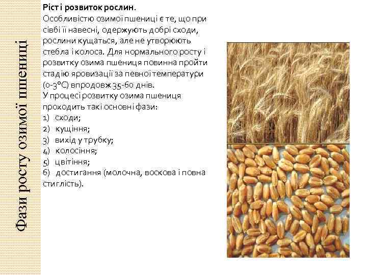 Фази росту озимої пшениці Ріст і розвиток рослин. Особливістю озимої пшениці є те, що