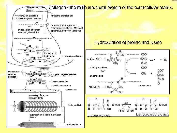 Synthesis of pro-achains Collagen - the main structural protein of the extracellular matrix. hydroxylation