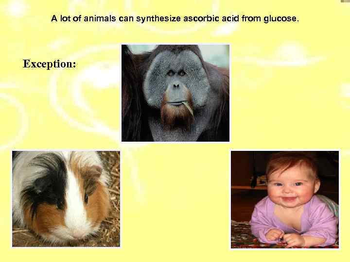 A lot of animals can synthesize ascorbic acid from glucose. Еxception: 