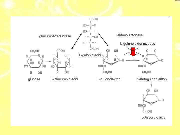 aldonolactonase glucuronatreductase L-gulonolaktonoxidase L-gulonic acid glucose D-glucuronic acid L-gulonolakton 2 -ketogulonolakton L-Ascorbic acid 