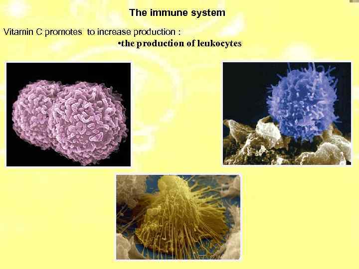 The immune system Vitamin C promotes to increase production : • the production of