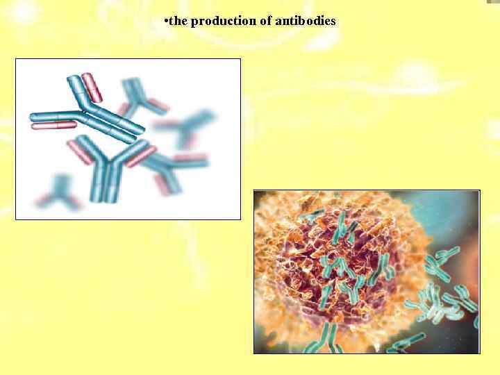  • the production of antibodies 