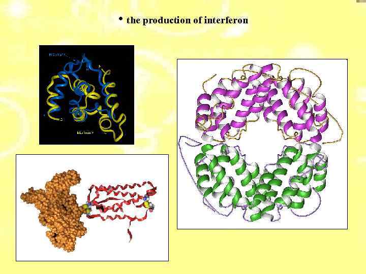  • the production of interferon 