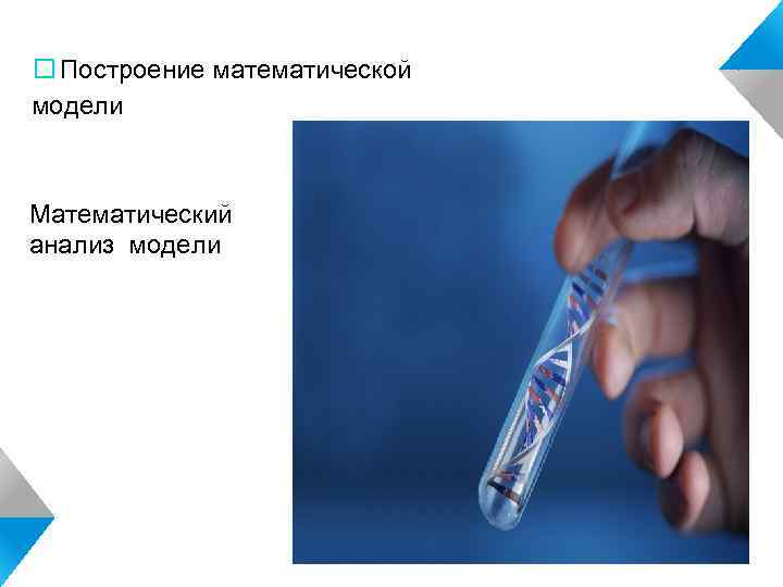  Построение математической модели Математический анализ модели 