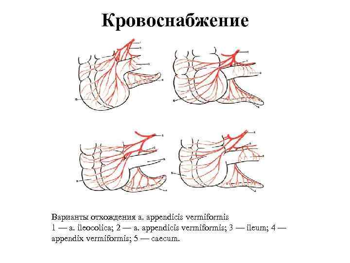 Кровоснабжение Варианты отхождения a. appendicis vermiformis 1 — a. ileocolica; 2 — a. appendicis