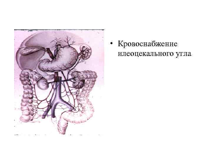  • Кровоснабжение илеоцекального угла 