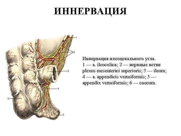 ИННЕРВАЦИЯ Иннервация илеоцекального угла. 1 — a. ileocolica; 2 — нервные ветви plexus mesenterici