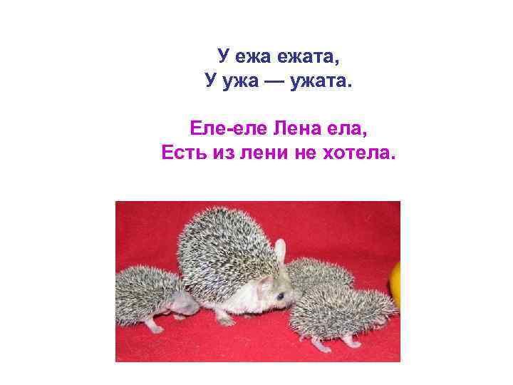 У ежата, У ужа — ужата. Еле-еле Лена ела, Есть из лени не хотела.