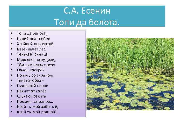 С. А. Есенин Топи да болота. • • • • Топи да болота ,