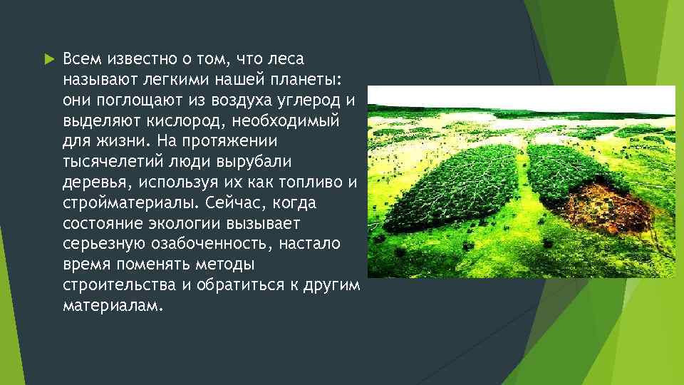  Всем известно о том, что леса называют легкими нашей планеты: они поглощают из