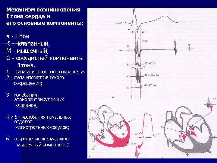 1 тон сердца. Механизм образования тонов сердца пропедевтика. Механизм образования 1 тона сердца. Механизм.возникновения 1 тона аускультации сердца. Механизм возникновения 1 тона сердца.