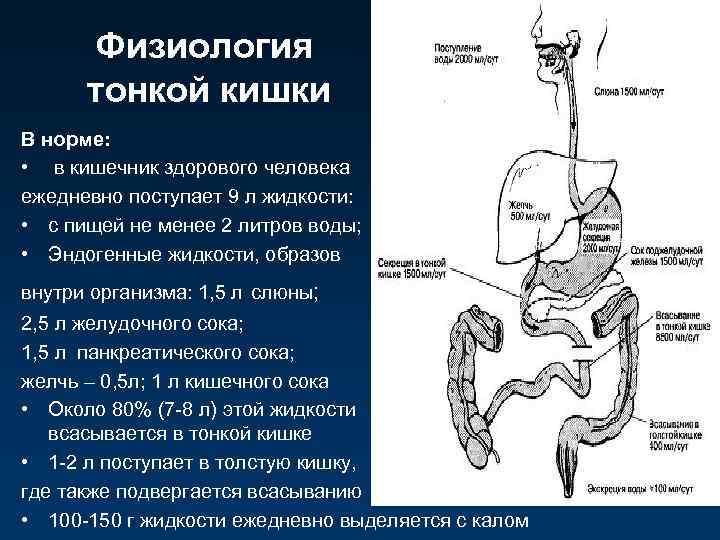 Состав кишечного сока тонкой кишки