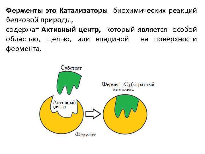 Биологические катализаторы это