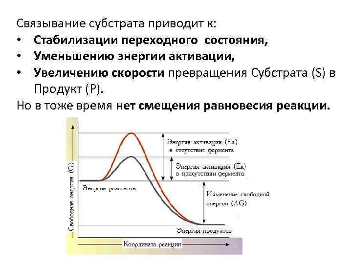 Обладает большей скоростью и энергией сокращения