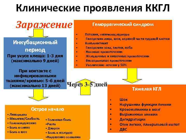 Клинические проявления ККГЛ Заражение Инкубационный период При укусе клеща: 1 -3 дня (максимально 9