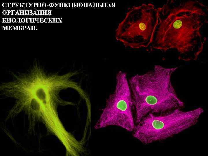 СТРУКТУРНО-ФУНКЦИОНАЛЬНАЯ ОРГАНИЗАЦИЯ БИОЛОГИЧЕСКИХ МЕМБРАН. 
