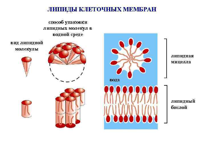 ЛИПИДЫ КЛЕТОЧНЫХ МЕМБРАН способ упаковки липидных молекул в водной среде вид липидной молекулы липидная