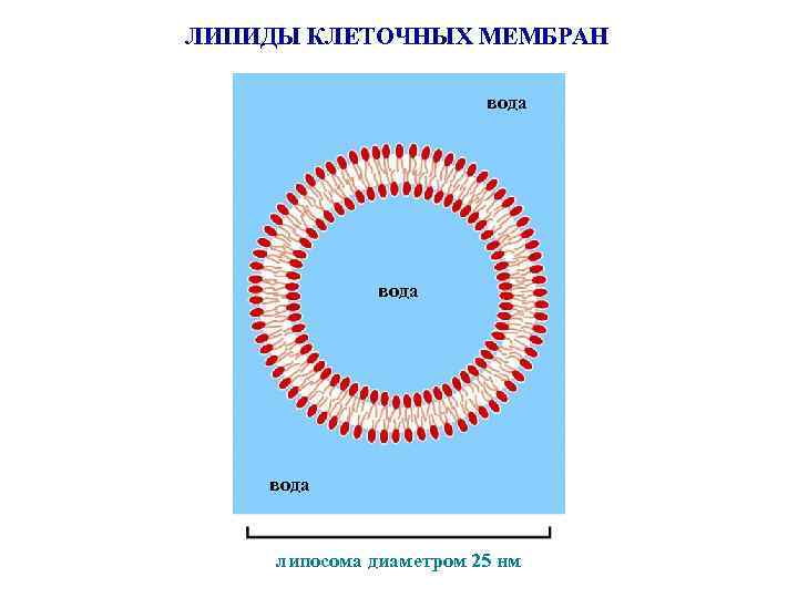 ЛИПИДЫ КЛЕТОЧНЫХ МЕМБРАН вода липосома диаметром 25 нм 