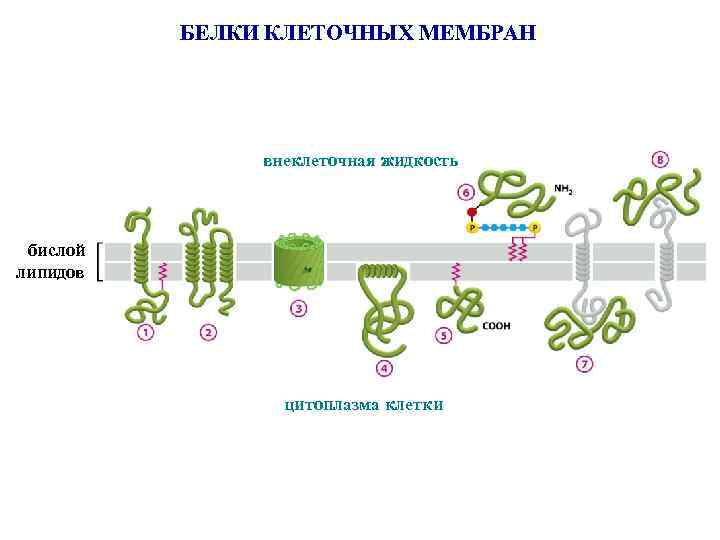 БЕЛКИ КЛЕТОЧНЫХ МЕМБРАН внеклеточная жидкость бислой липидов цитоплазма клетки 