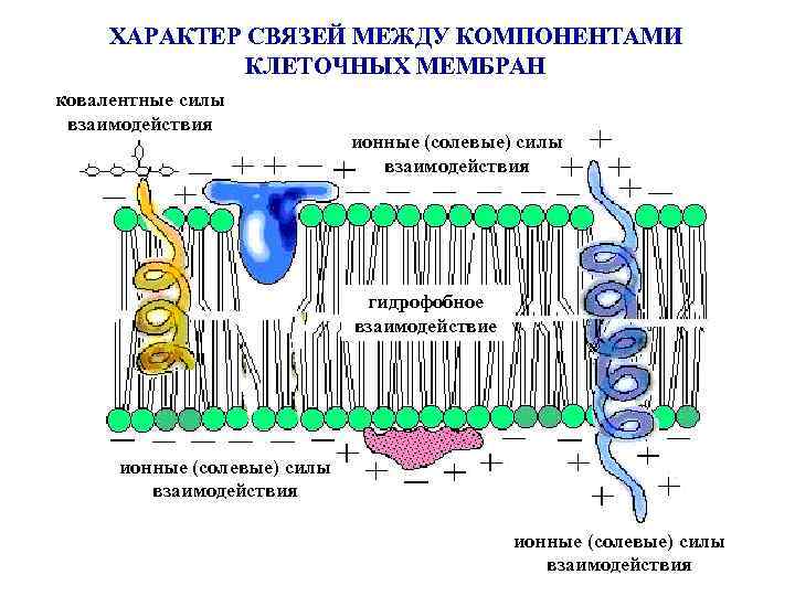ХАРАКТЕР СВЯЗЕЙ МЕЖДУ КОМПОНЕНТАМИ КЛЕТОЧНЫХ МЕМБРАН ковалентные силы взаимодействия ионные (солевые) силы взаимодействия гидрофобное