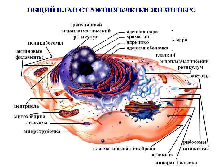 Общий план строения прокариотической и эукариотической клетки