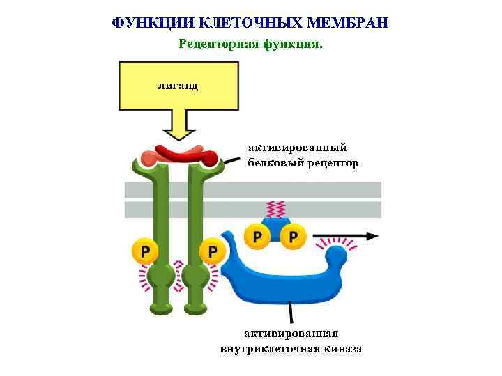 ФУНКЦИИ КЛЕТОЧНЫХ МЕМБРАН Рецепторная функция. лиганд активированный белковый рецептор активированная внутриклеточная киназа 