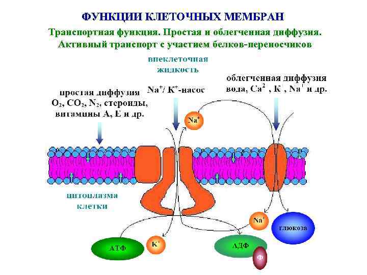 ФУНКЦИИ КЛЕТОЧНЫХ МЕМБРАН Транспортная функция. Простая и облегченная диффузия. Активный транспорт с участием белков-переносчиков