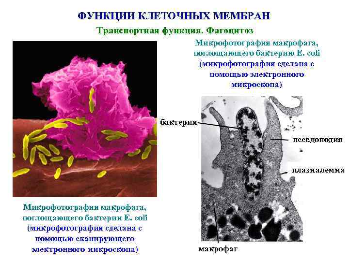 ФУНКЦИИ КЛЕТОЧНЫХ МЕМБРАН Транспортная функция. Фагоцитоз Микрофотография макрофага, поглощающего бактерию E. coli (микрофотография сделана