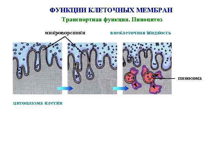 ФУНКЦИИ КЛЕТОЧНЫХ МЕМБРАН Транспортная функция. Пиноцитоз микроворсинки внеклеточная жидкость пиносома цитоплазма клетки 