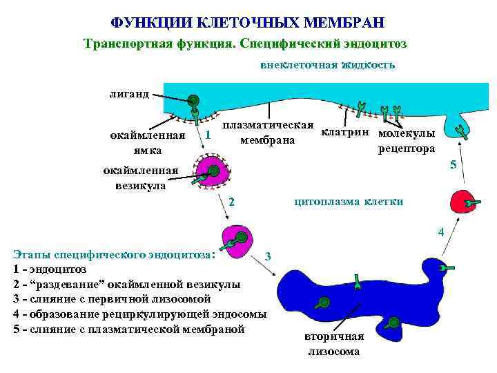 ФУНКЦИИ КЛЕТОЧНЫХ МЕМБРАН Транспортная функция. Специфический эндоцитоз внеклеточная жидкость лиганд окаймленная ямка плазматическая клатрин