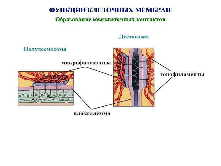 Схема мембранной рецепции