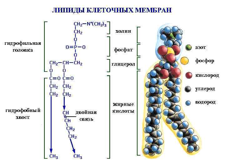 ЛИПИДЫ КЛЕТОЧНЫХ МЕМБРАН холин гидрофильная головка фосфат глицерол азот фосфор кислород углерод гидрофобный хвост