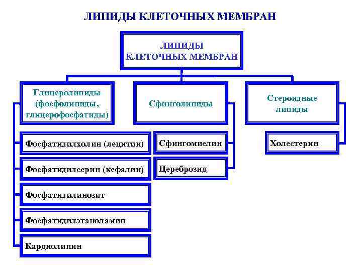 ЛИПИДЫ КЛЕТОЧНЫХ МЕМБРАН Глицеролипиды (фосфолипиды, глицерофосфатиды) Сфинголипиды Фосфатидилхолин (лецитин) Сфингомиелин Фосфатидилсерин (кефалин) Цереброзид Фосфатидилинозит