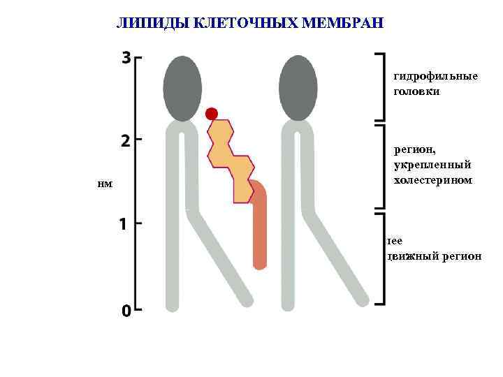 ЛИПИДЫ КЛЕТОЧНЫХ МЕМБРАН гидрофильные головки нм регион, укрепленный холестерином более подвижный регион 